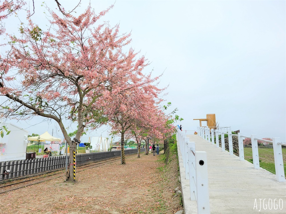 台南景點 金砂花旗木步道 糖廠鐵道粉紅花道 每年3~4月綻放