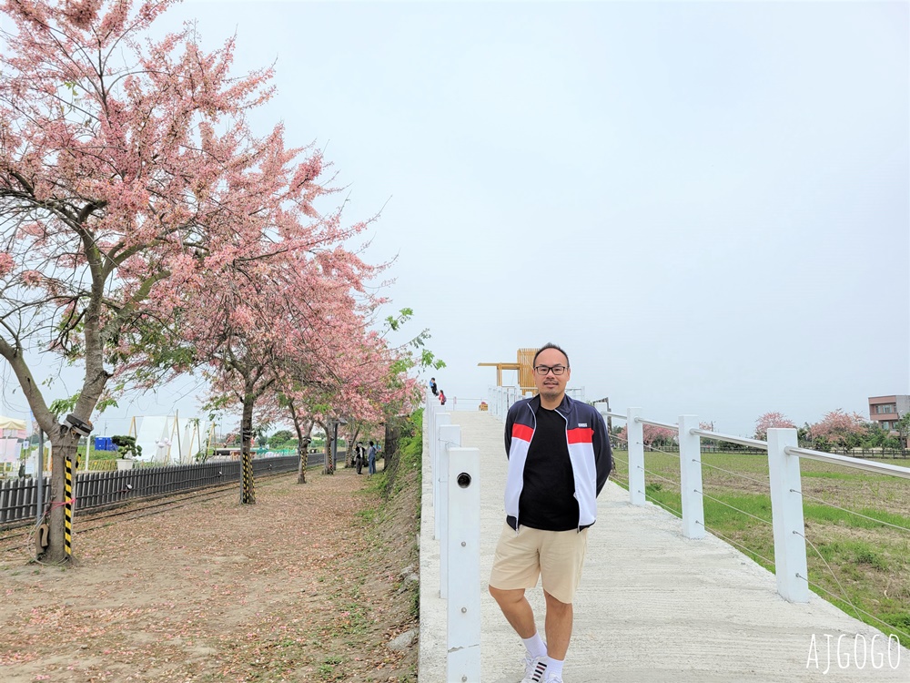 台南景點 金砂花旗木步道 糖廠鐵道粉紅花道 每年3~4月綻放