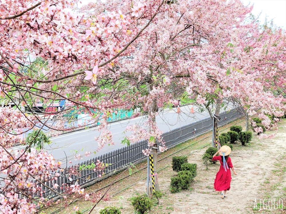 台南景點 金砂花旗木步道 糖廠鐵道粉紅花道 每年3~4月綻放