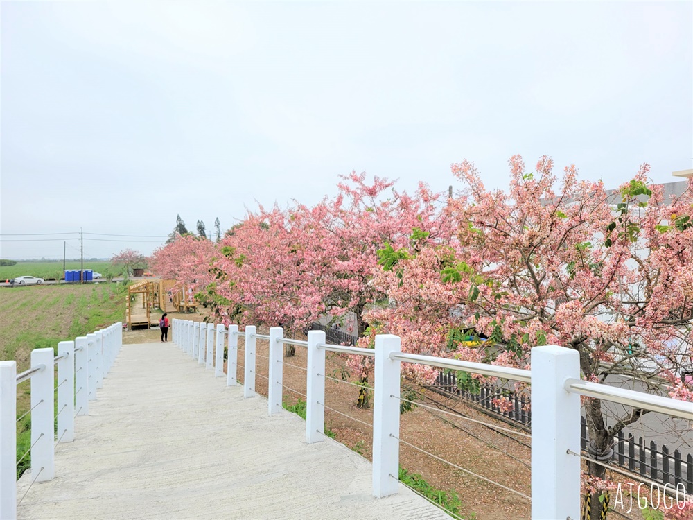 台南景點 金砂花旗木步道 糖廠鐵道粉紅花道 每年3~4月綻放