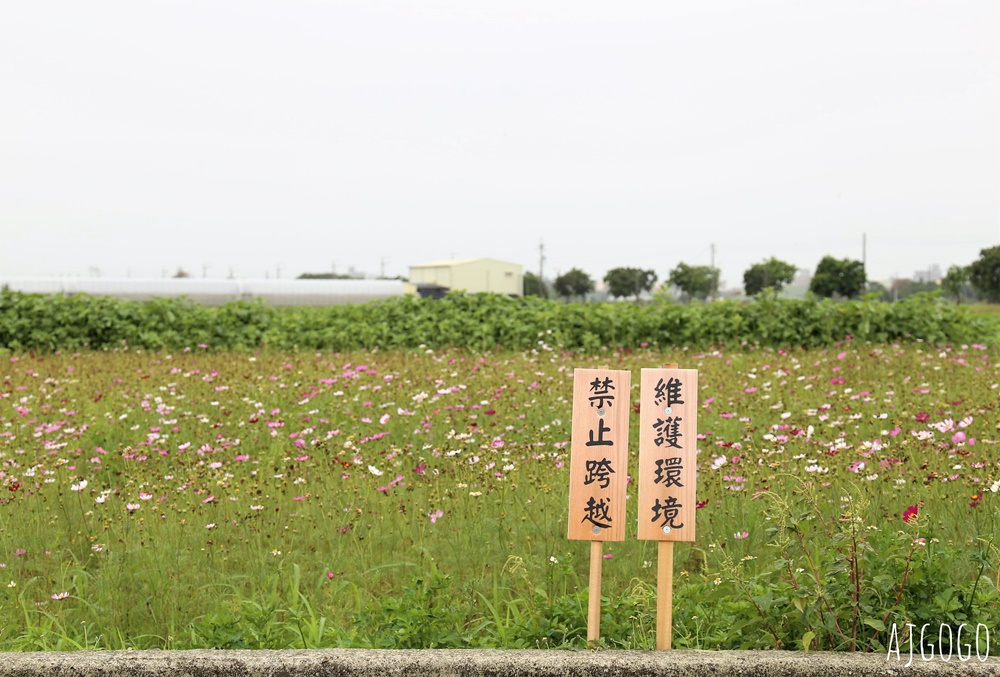 台南景點 金砂花旗木步道 糖廠鐵道粉紅花道 每年3~4月綻放