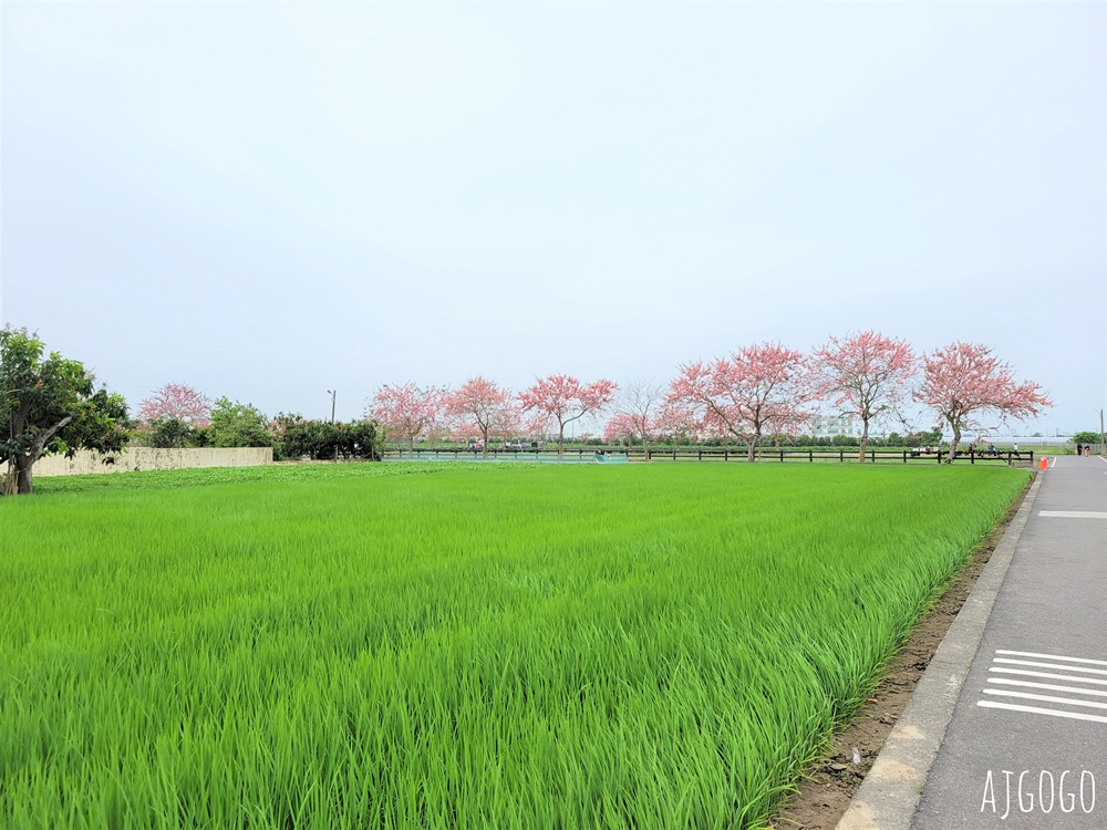 台南景點 金砂花旗木步道 糖廠鐵道粉紅花道 每年3~4月綻放