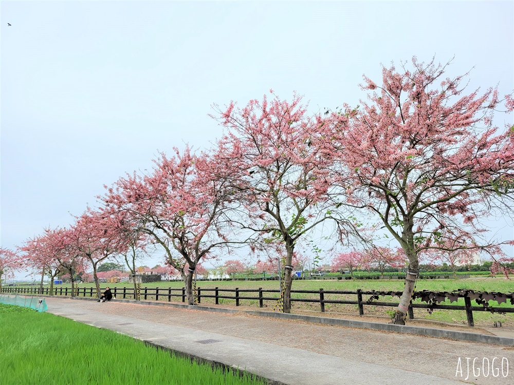 台南景點 金砂花旗木步道 糖廠鐵道粉紅花道 每年3~4月綻放