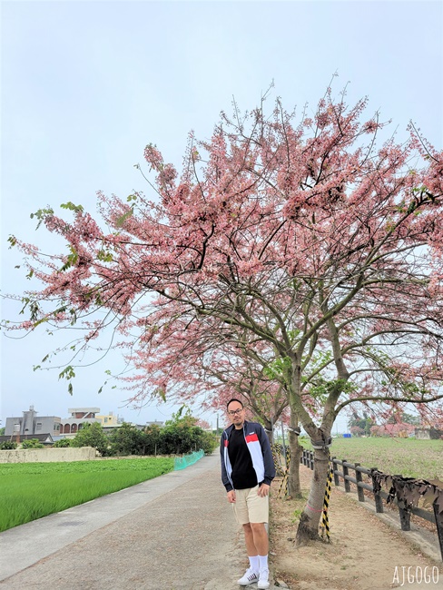 台南景點 金砂花旗木步道 糖廠鐵道粉紅花道 每年3~4月綻放