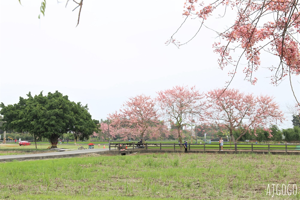 台南景點 金砂花旗木步道 糖廠鐵道粉紅花道 每年3~4月綻放