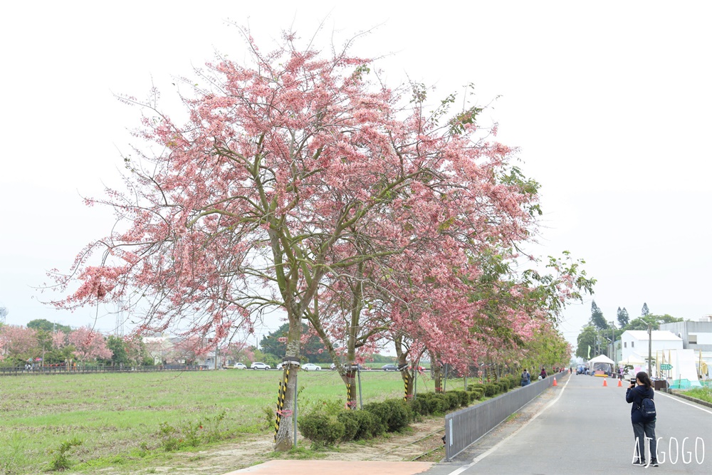 台南景點 金砂花旗木步道 糖廠鐵道粉紅花道 每年3~4月綻放