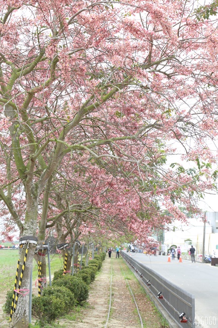 台南景點 金砂花旗木步道 糖廠鐵道粉紅花道 每年3~4月綻放