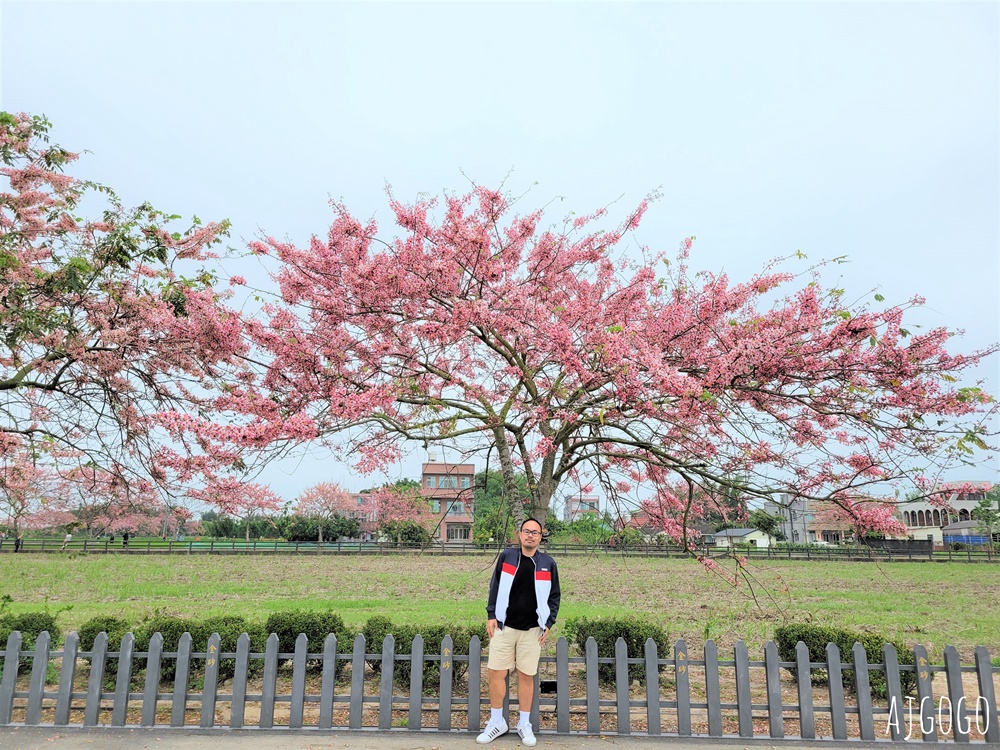 台南景點 金砂花旗木步道 糖廠鐵道粉紅花道 每年3~4月綻放