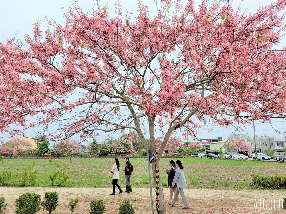 台南景點 金砂花旗木步道 糖廠鐵道粉紅花道 每年3~4月綻放