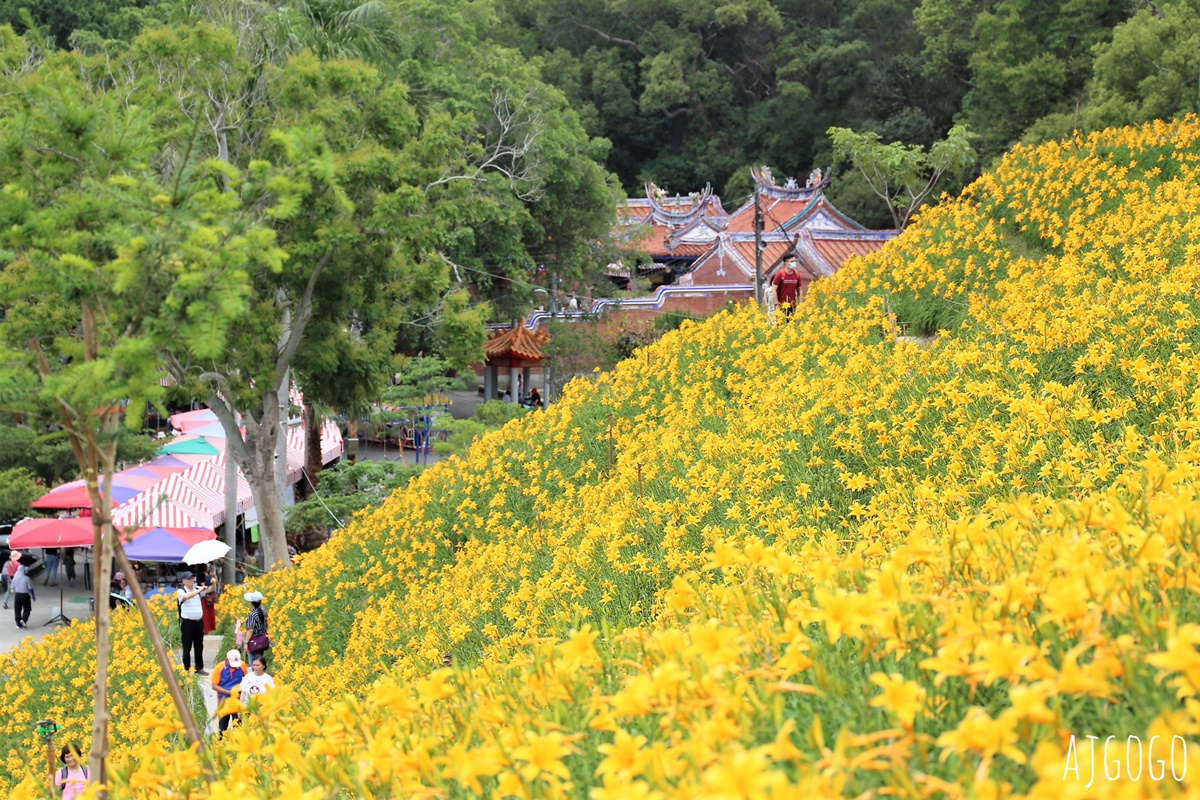 彰化金針花海 花壇虎山巖觀音佛祖 每年4月底~6月中為賞花期