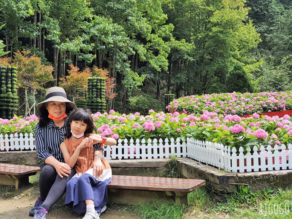 杉林溪森林生態渡假園區：全台灣最大的繡球花園 萬朵繡球花 每年5~8月陸續盛開