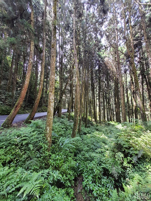 杉林溪森林生態渡假園區：全台灣最大的繡球花園 萬朵繡球花 每年5~8月陸續盛開