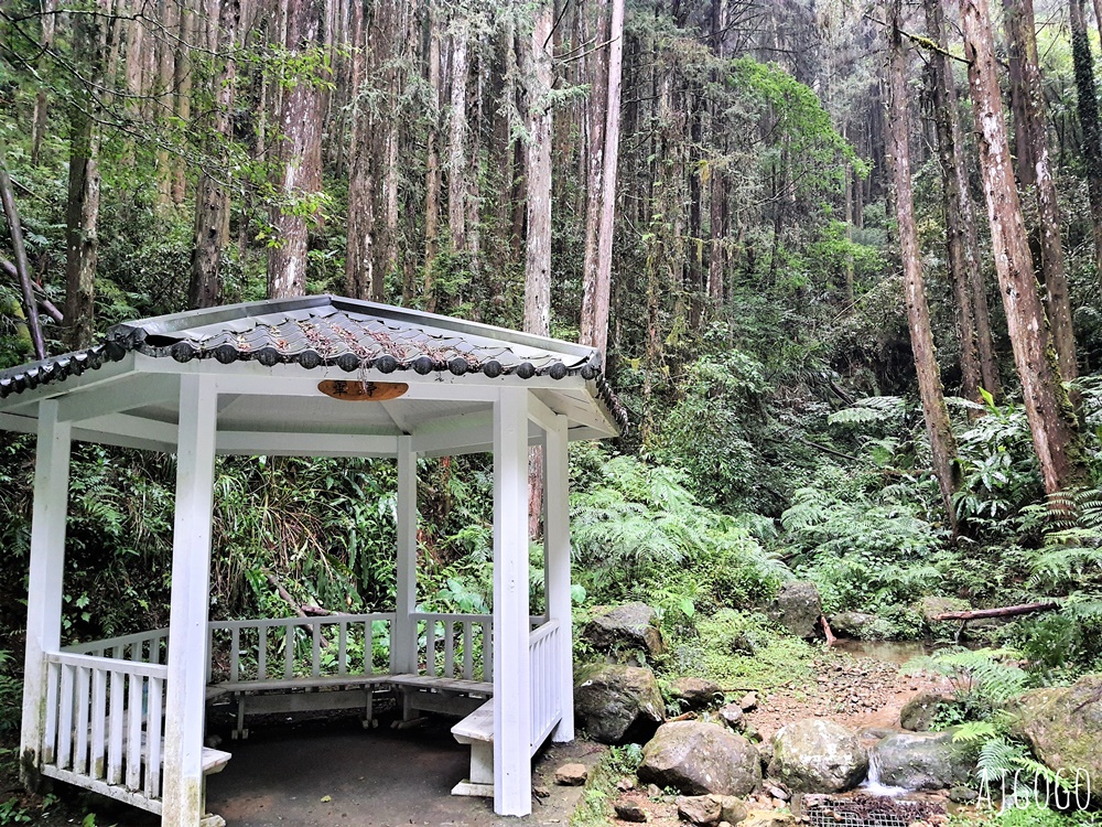 杉林溪森林生態渡假園區：全台灣最大的繡球花園 萬朵繡球花 每年5~8月陸續盛開