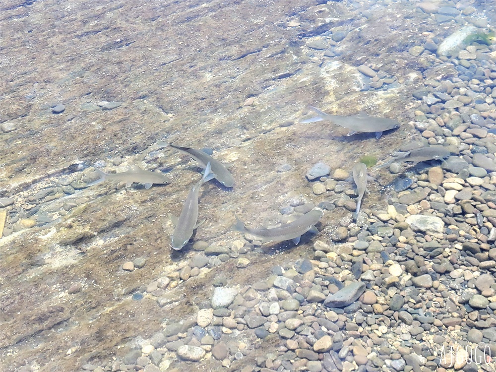 龍洞灣海洋公園 東北角海水浴場推薦 浮淺、水肺潛水、海洋獨木舟都能玩