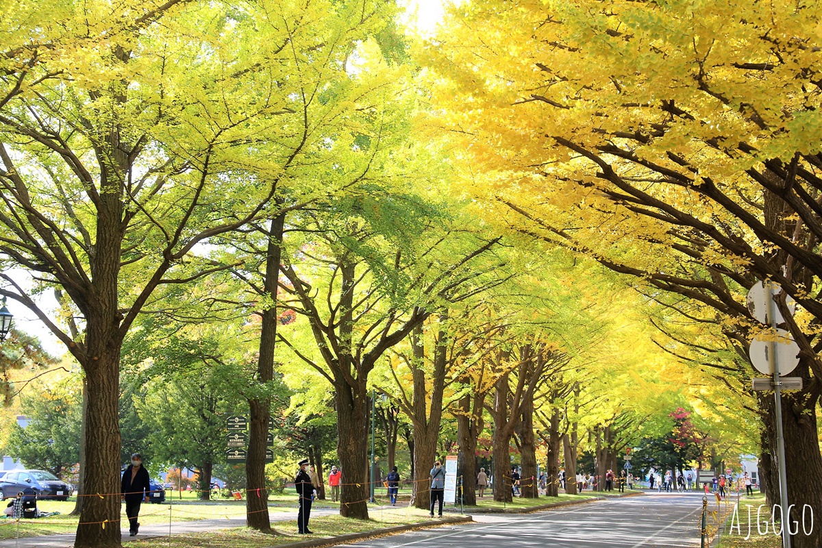 北海道大學銀杏大道 北海道旅遊推薦 每年10月底、11月初變身為金黃大道