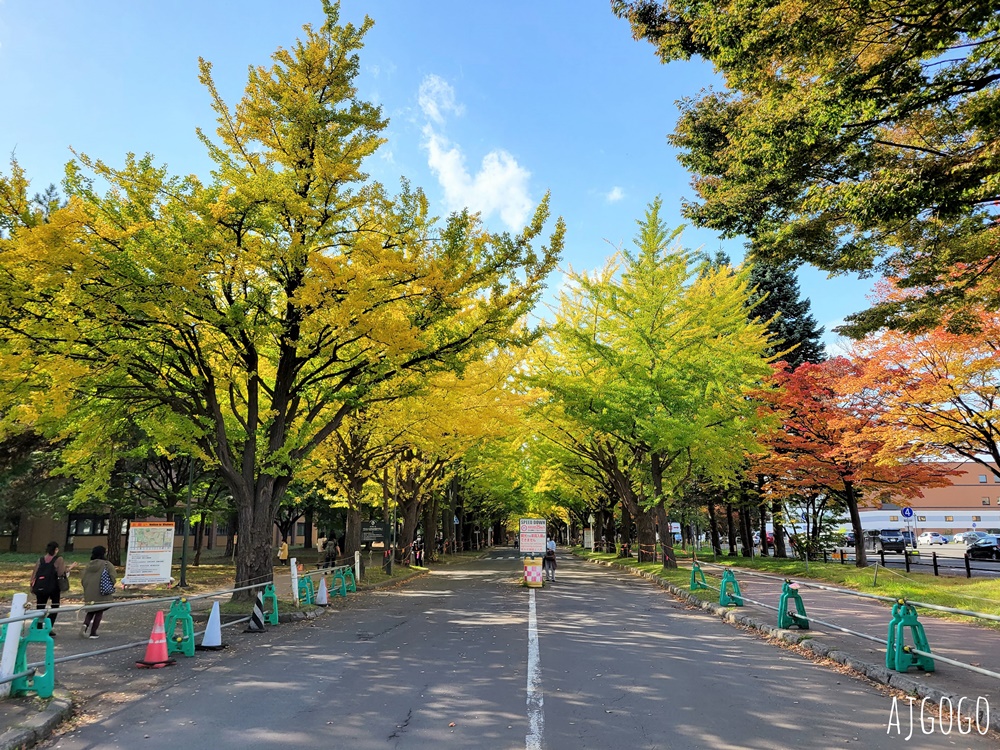 北海道大學銀杏大道 北海道旅遊推薦 每年10月底、11月初變身為金黃大道