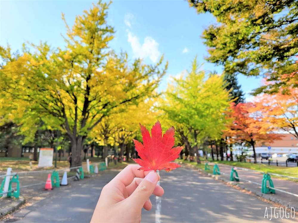 北海道大學銀杏大道 北海道旅遊推薦 每年10月底、11月初變身為金黃大道