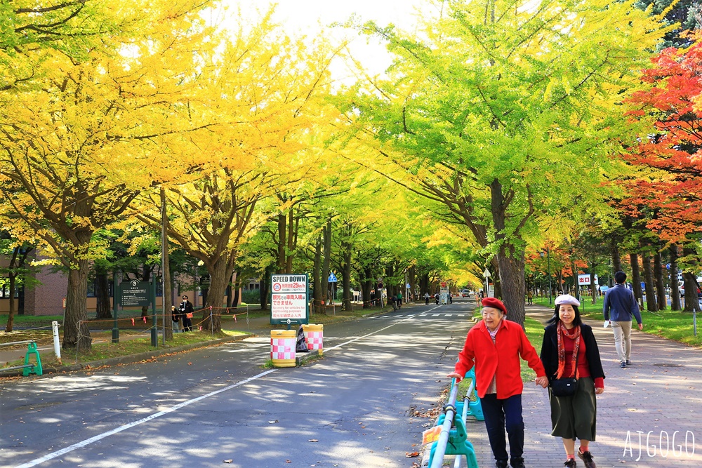 北海道大學銀杏大道 北海道旅遊推薦 每年10月底、11月初變身為金黃大道