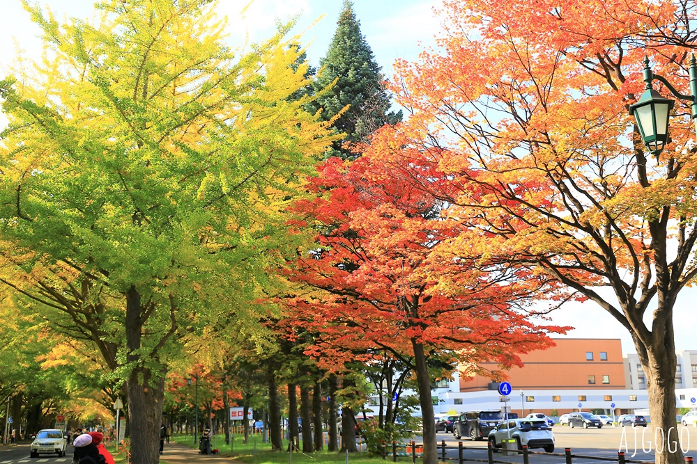 北海道大學銀杏大道 北海道旅遊推薦 每年10月底、11月初變身為金黃大道