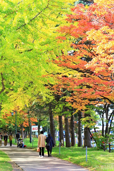 北海道大學銀杏大道 北海道旅遊推薦 每年10月底、11月初變身為金黃大道