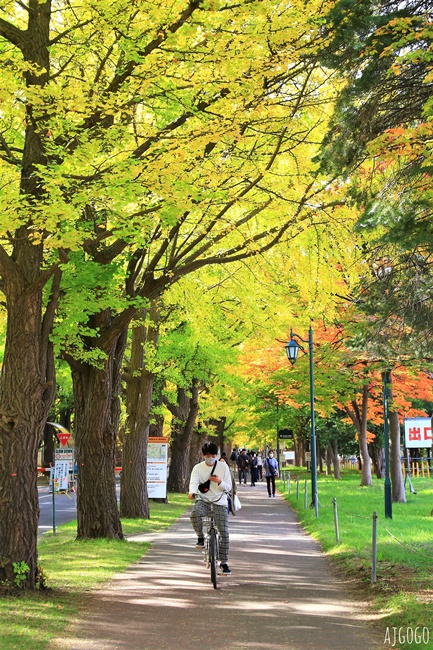 北海道大學銀杏大道 北海道旅遊推薦 每年10月底、11月初變身為金黃大道