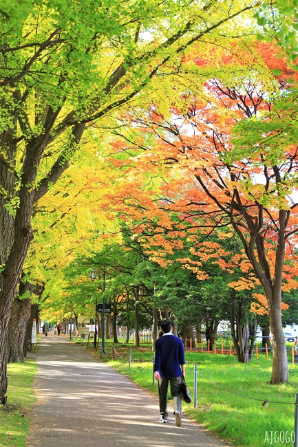 北海道大學銀杏大道 北海道旅遊推薦 每年10月底、11月初變身為金黃大道