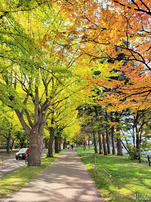 北海道大學銀杏大道 北海道旅遊推薦 每年10月底、11月初變身為金黃大道