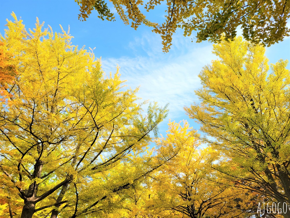 北海道大學銀杏大道 北海道旅遊推薦 每年10月底、11月初變身為金黃大道