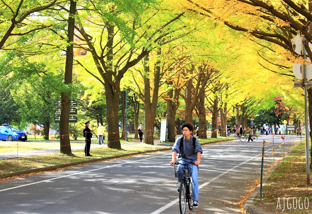 北海道大學銀杏大道 北海道旅遊推薦 每年10月底、11月初變身為金黃大道