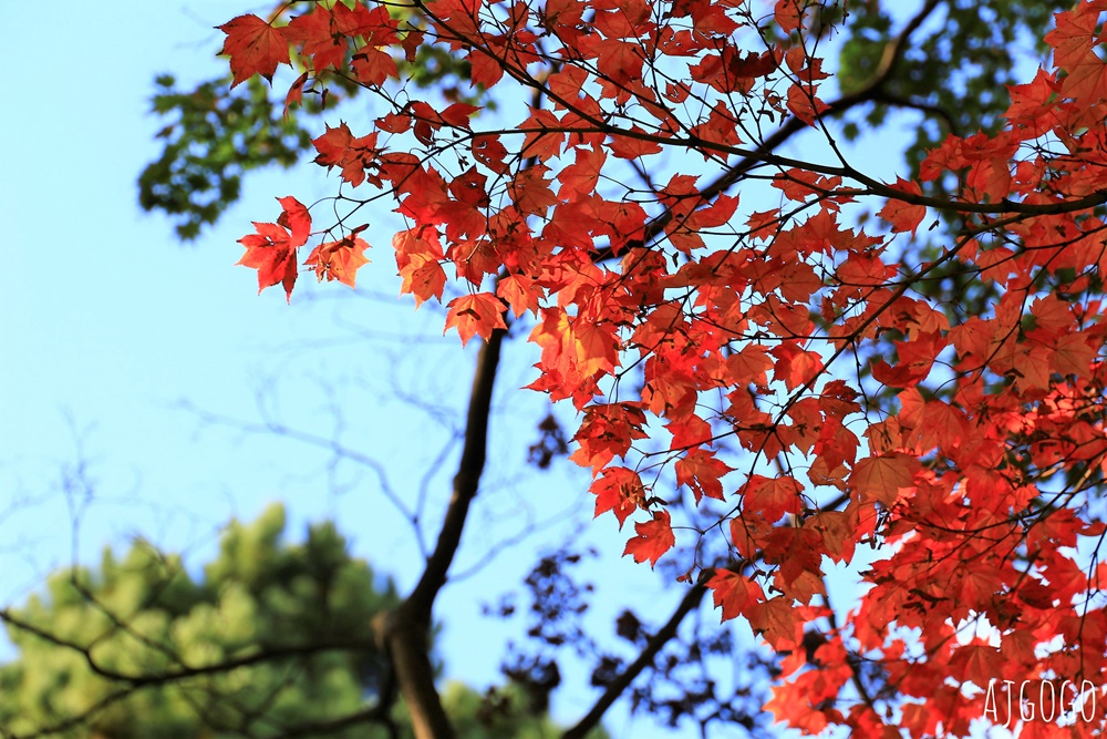 北海道大學銀杏大道 北海道旅遊推薦 每年10月底、11月初變身為金黃大道