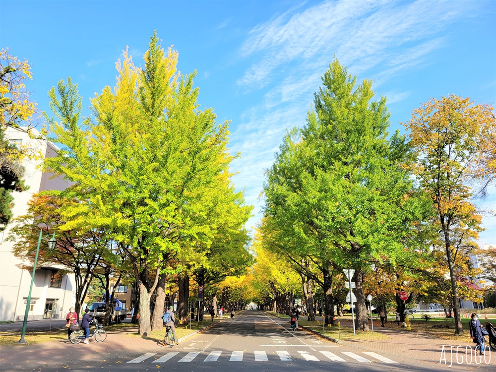 北海道大學銀杏大道 北海道旅遊推薦 每年10月底、11月初變身為金黃大道