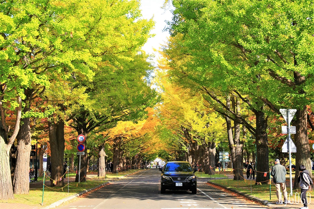 北海道大學銀杏大道 北海道旅遊推薦 每年10月底、11月初變身為金黃大道