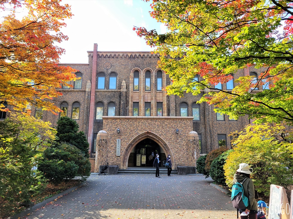 北海道大學銀杏大道 北海道旅遊推薦 每年10月底、11月初變身為金黃大道