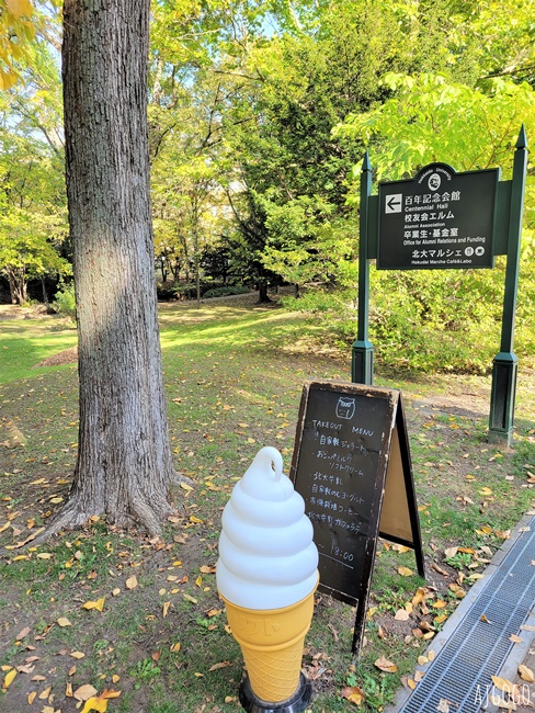 北海道大學銀杏大道 北海道旅遊推薦 每年10月底、11月初變身為金黃大道