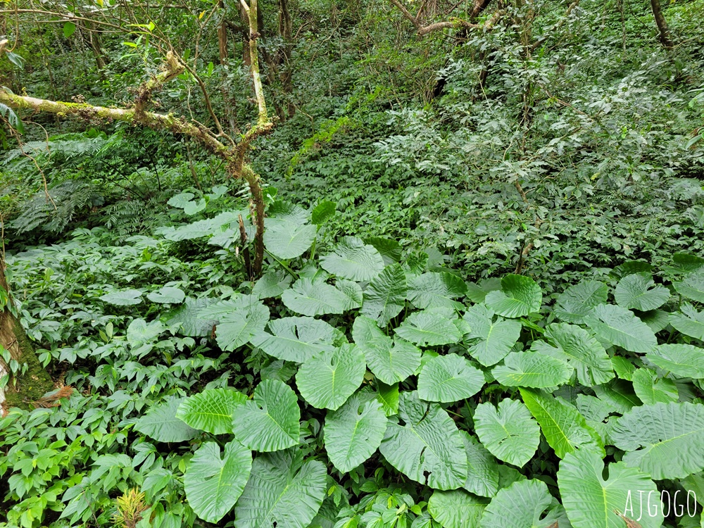 滿月圓國家森林遊樂區 好走的親子森林步道 沿著溪谷找大瀑布 便宜門票