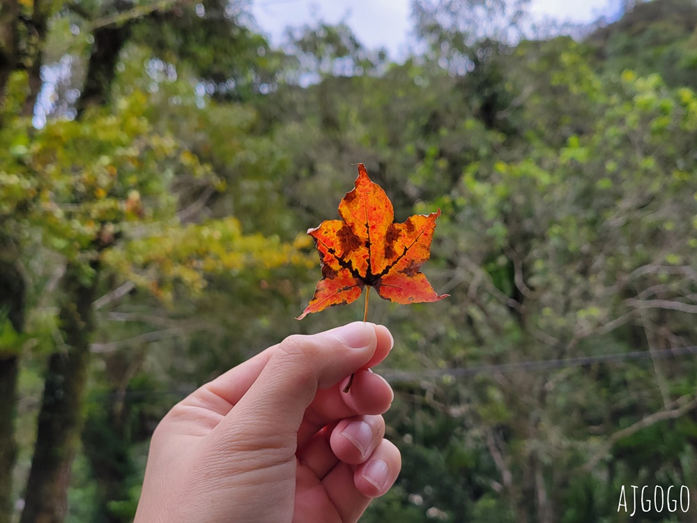 滿月圓國家森林遊樂區 好走的親子森林步道 沿著溪谷找大瀑布 便宜門票