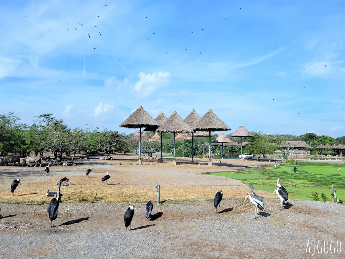 2025曼谷景點 賽福瑞野生動物園Safari World一日遊 巴士接送、自助午餐吃到飽