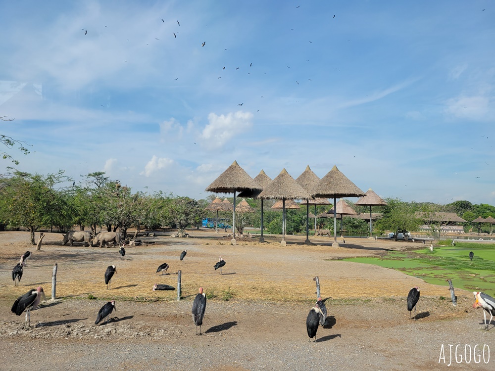 2025曼谷景點 賽福瑞野生動物園Safari World一日遊 巴士接送、自助午餐吃到飽