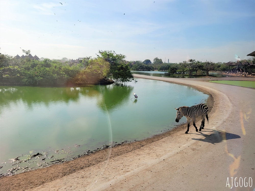 2025曼谷景點 賽福瑞野生動物園Safari World一日遊 巴士接送、自助午餐吃到飽