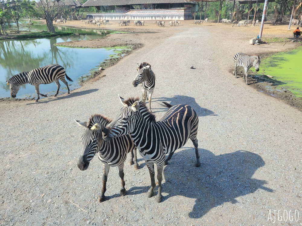 2025曼谷景點 賽福瑞野生動物園Safari World一日遊 巴士接送、自助午餐吃到飽