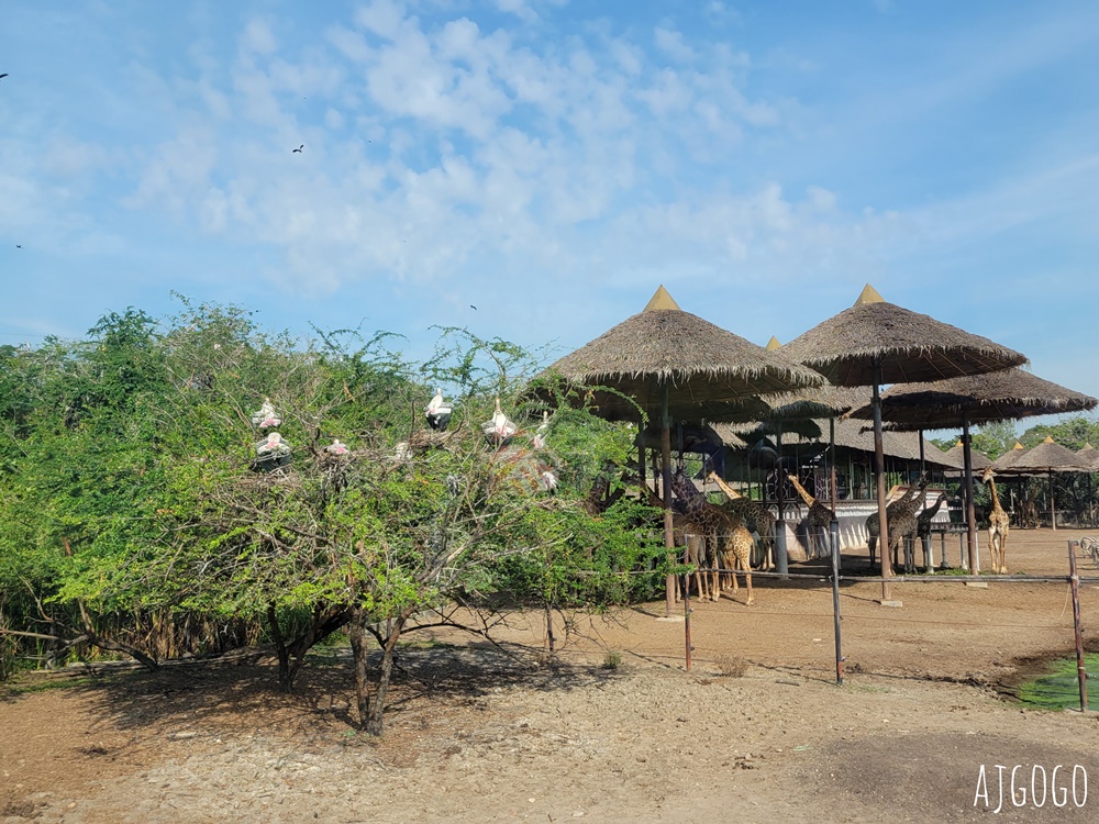 2025曼谷景點 賽福瑞野生動物園Safari World一日遊 巴士接送、自助午餐吃到飽