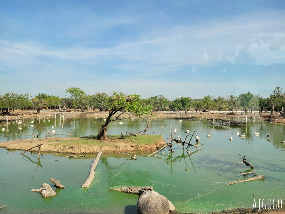 2025曼谷景點 賽福瑞野生動物園Safari World一日遊 巴士接送、自助午餐吃到飽