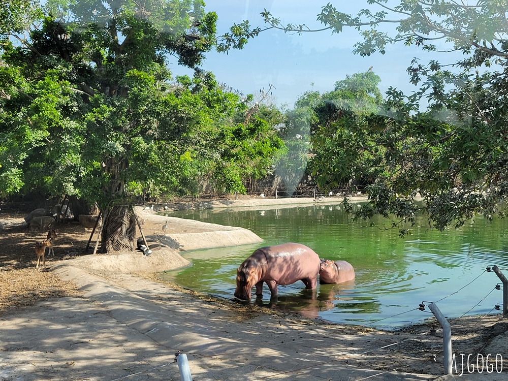 2025曼谷景點 賽福瑞野生動物園Safari World一日遊 巴士接送、自助午餐吃到飽