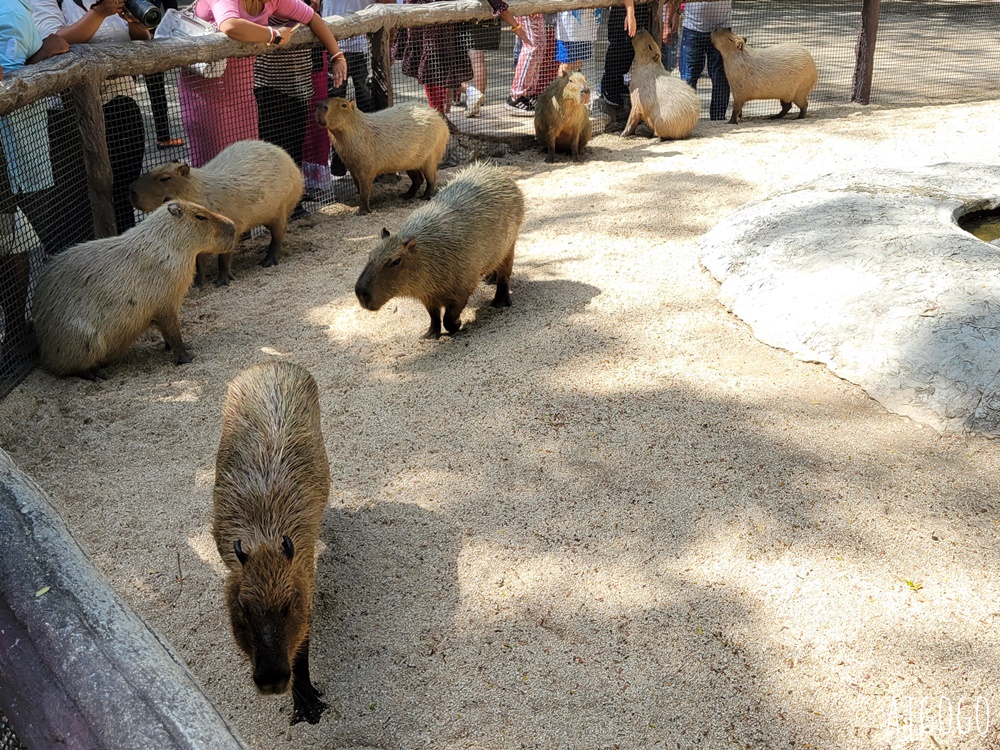 2025曼谷景點 賽福瑞野生動物園Safari World一日遊 巴士接送、自助午餐吃到飽