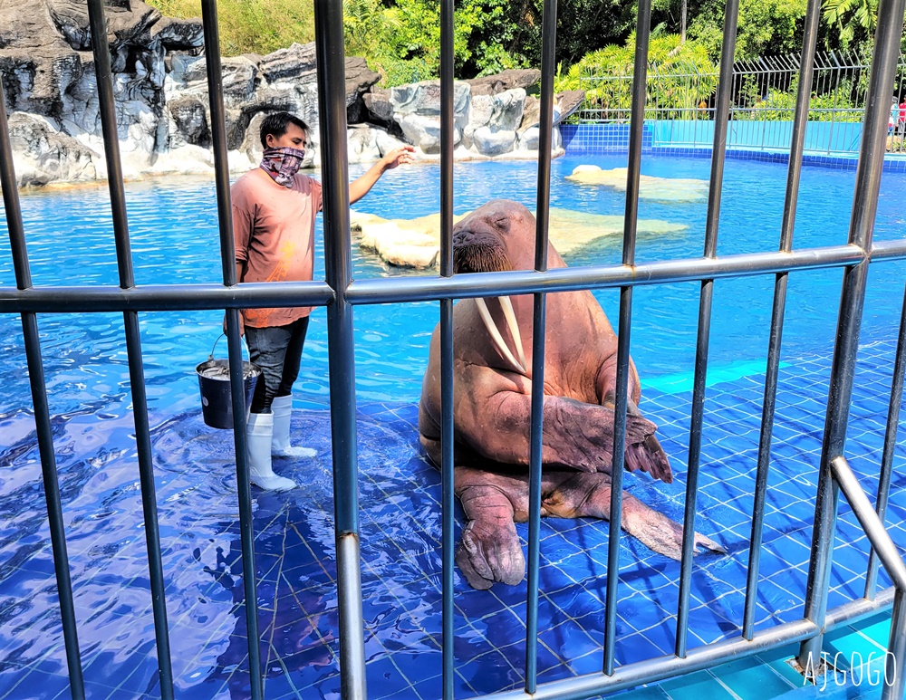 2025曼谷景點 賽福瑞野生動物園Safari World一日遊 巴士接送、自助午餐吃到飽