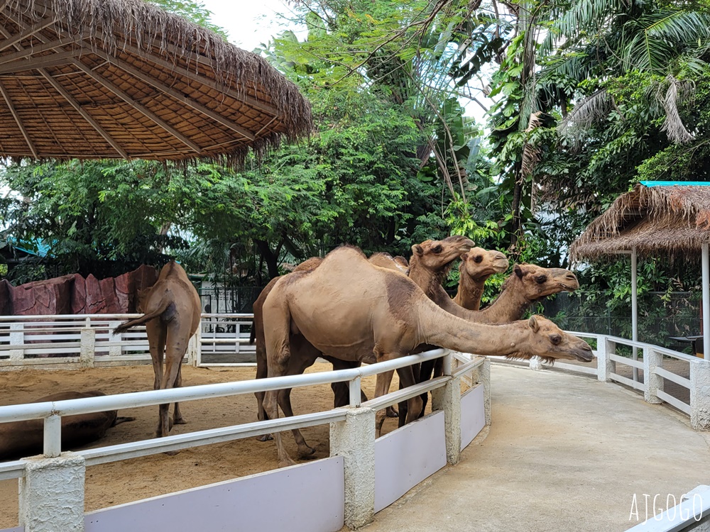 2025曼谷景點 賽福瑞野生動物園Safari World一日遊 巴士接送、自助午餐吃到飽