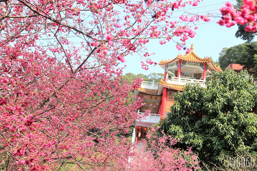 龜山元德寶宮 桃園賞櫻景點 八重櫻小徑 每年2月中盛開