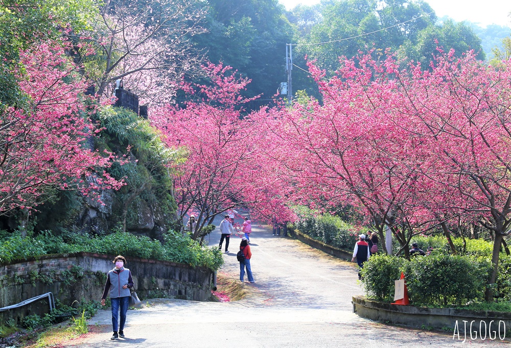 龜山元德寶宮 桃園賞櫻景點 八重櫻小徑 每年2月中盛開