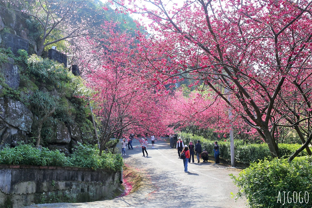 龜山元德寶宮 桃園賞櫻景點 八重櫻小徑 每年2月中盛開