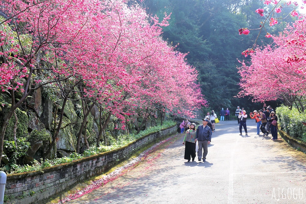 龜山元德寶宮 桃園賞櫻景點 八重櫻小徑 每年2月中盛開